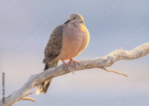 Portrait of a wild spotted dove (Spilopelia chinensis) perched on a branch against a blue sky, Australia photo