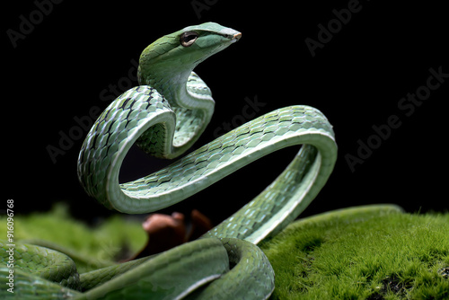 Oriental whip snake (Ahaetulla prasina) coiled and ready to strike, Indonesia photo