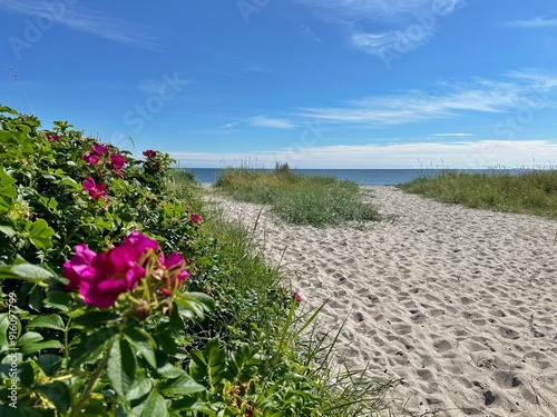 Rosehip bushes growing on Nordby beach in the summer, Nordby, Samsoe, Jutland, Denmark photo