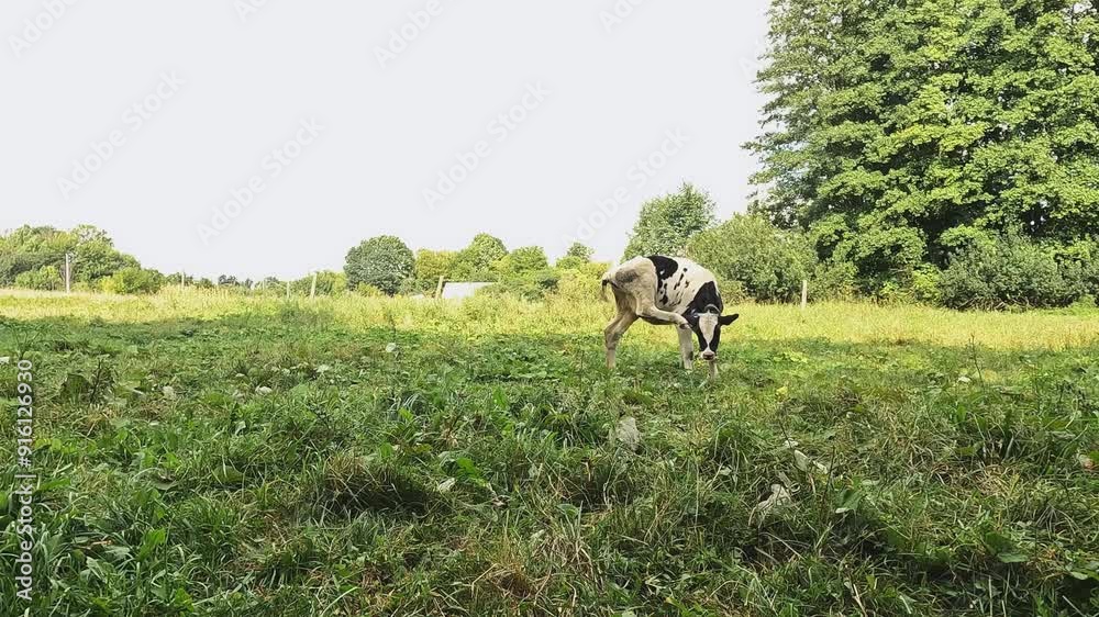 Young bull grazing on green field. Cattle grazing on grass. Concepts of milk, nutrition, animal feeding, care, agriculture, village, labor, ecology, allergy, meat, grocery store, summer, pasture Young bull grazing on green field. Cattle grazing on grass. Concepts of milk, nutrition, animal feeding, care, agriculture, village, labor, ecology, allergy, meat, grocery store, summer, pasture