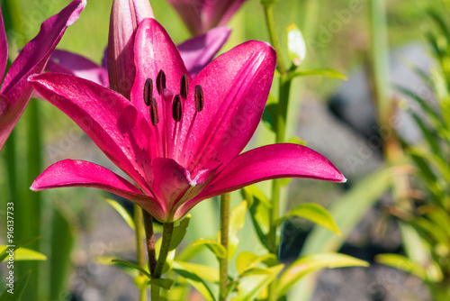 A blooming bud of a bright burgundy lily in a summer garden yard.