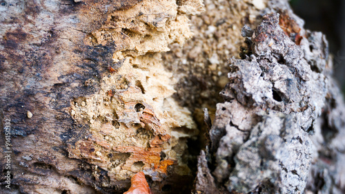 Wood decay, brittle tree trunk, brittle tree trunks eaten by termites