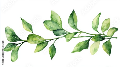 3D Watercolor Green Mistletoe with Bold Outlines -  Download