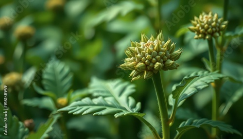 Close Up of Green Budding Flower in Garden.