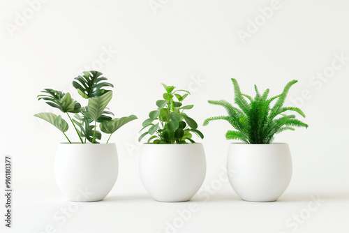 Three decorative potted plants in white pots against a minimalistic background.