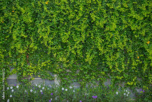 Close-up of a lush green hedge with small yellow and purple flowers, creating a vibrant natural wall.