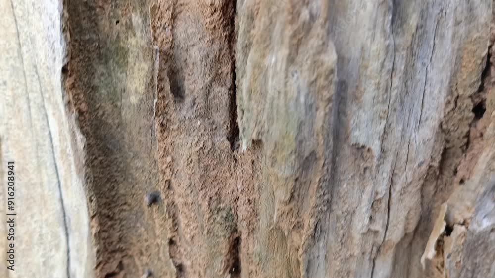 dry tree with termite nest