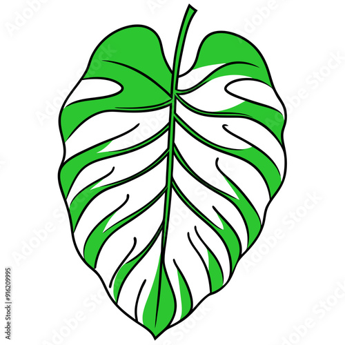 Botanical illustration of monstera leaves