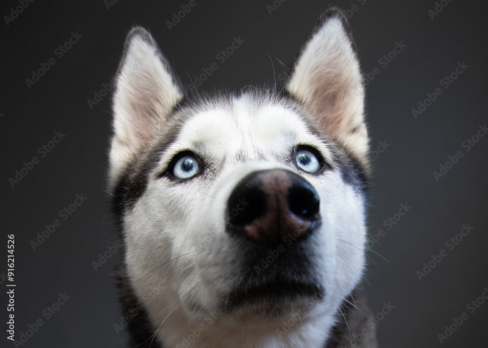 Close-up portrait of a siberian husky's head Close-up portrait of a siberian husky's head