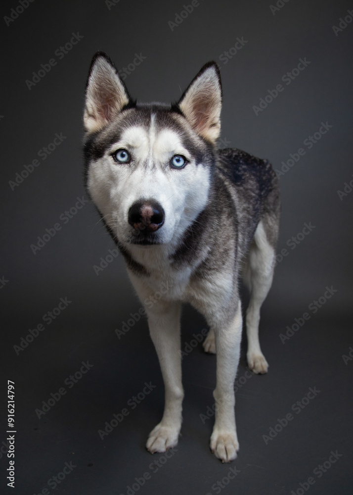 Portrait of a siberian husky standing in front of a grey background Portrait of a siberian husky standing in front of a grey background