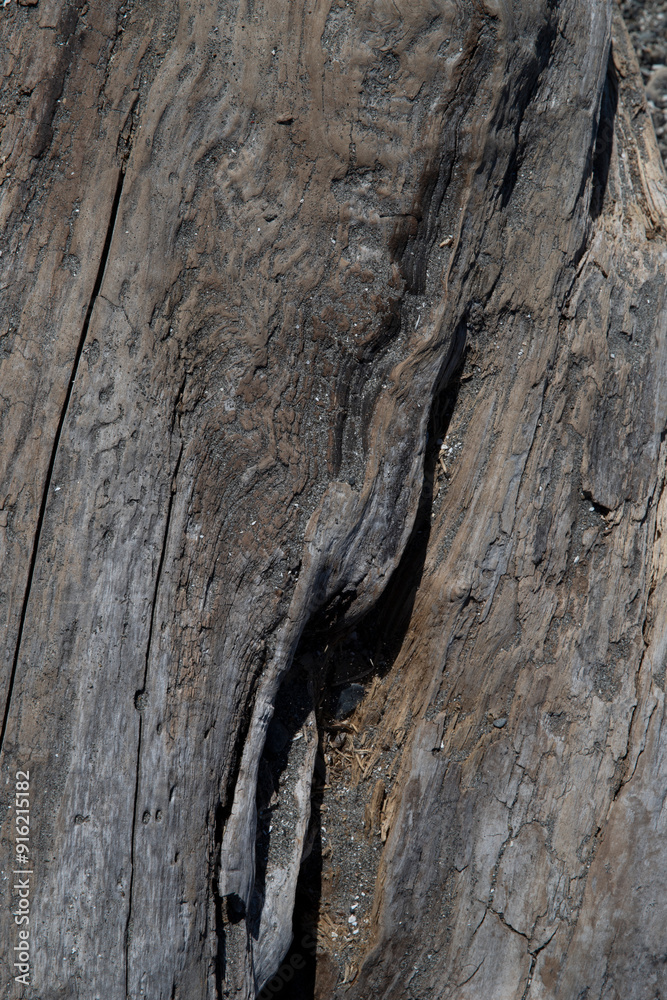 Close up texture of a gray weathered tree trunk with no bark, background, backdrop, copy space Close up texture of a gray weathered tree trunk with no bark, background, backdrop, copy space