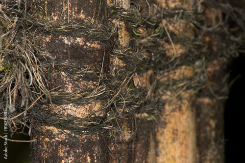 Close up of dirty dingy bamboo tied together to create a fence. Background. selective focus
