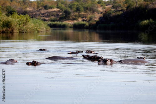 A bloat of Hippos in a river, Kruger National Park, South Africa