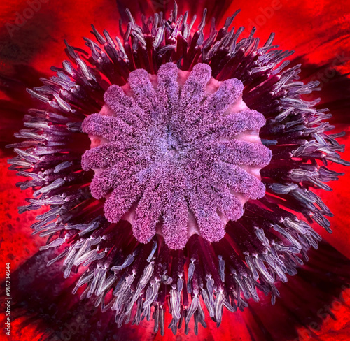 Full frame close-up of the pistil of a poppy flower, Lithuania