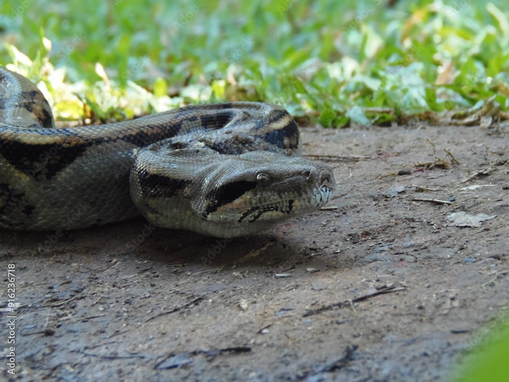 Fototapeta premium Striking boa constrictor's head close-up