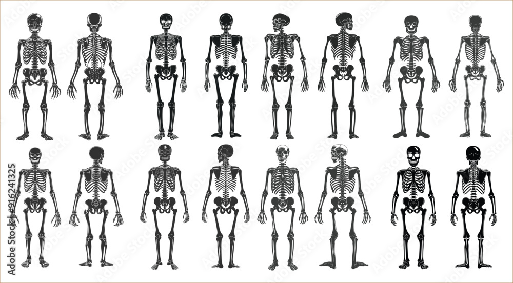 Set of human skeleton in front and back views, Human skeleton vector illustration, Human skeleton anatomy front and back view vector, Human skeleton anatomy, Human body anatomy Set of human skeleton in front and back views, Human skeleton vector illustration, Human skeleton anatomy front and back view vector, Human skeleton anatomy, Human body anatomy