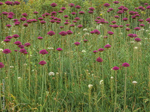 Allium Atropurpureum, also known as Purple Onion, or Black Garlic. Flowers are star-shaped and in purple or magenta color. photo