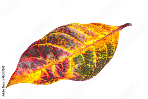 Vibrant autumn leaf showcasing stunning colors of orange, yellow, and green, isolated on a white background, transparent background.