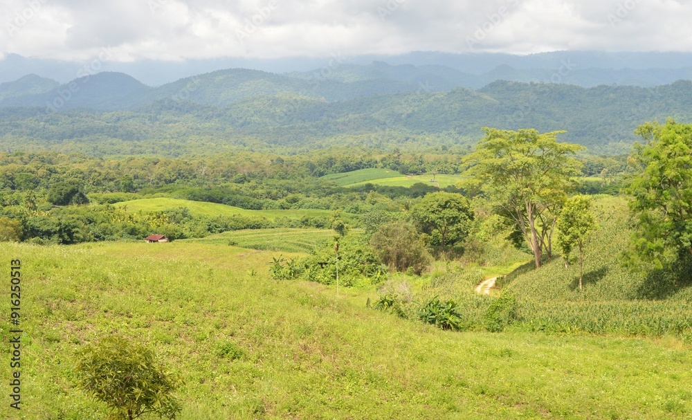 Fototapeta premium landscape with hills and trees