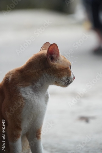 Adult ginger cat looking out and listen. Portrait of beautiful smart domestic animal