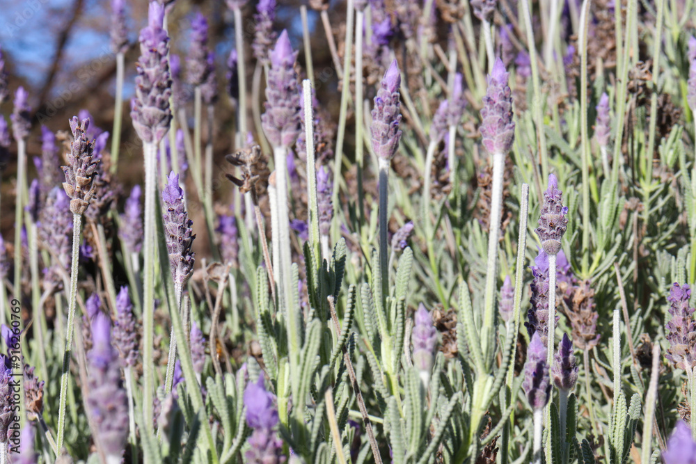 Fototapeta premium lavender flowers in the garden