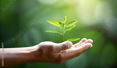 Wallpaper Mural a hand carrying a green plant with a blur effect background, hands holding a plant Torontodigital.ca