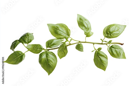Basil branch isolated on white (12).jpeg, Basil branch isolated on white 
