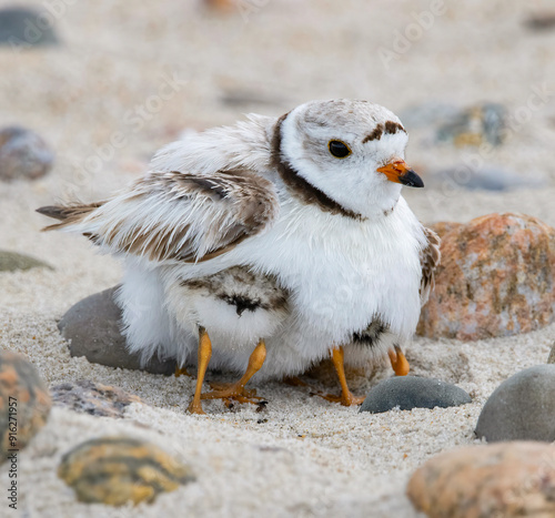 Twin piping plover chicks under their mother's wings at Allen's Pond Wildlife Sanctuary, Westport, Massachusetts 