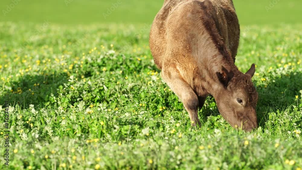 Beef cows and calfs grazing on grass in south west victoria, Australia. eating hay and silage. breeds include specked park, murray grey, angus and brangus Beef cows and calfs grazing on grass in south west victoria, Australia. eating hay and silage. breeds include specked park, murray grey, angus and brangus