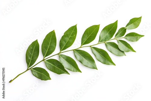 Curry leaf branch isolated on white