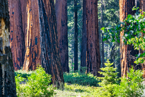 Sequoia National Park and Kings Canyon. Giant sequoia trees, forest trails, wooden fence and hiking trail, Kings River Canyons