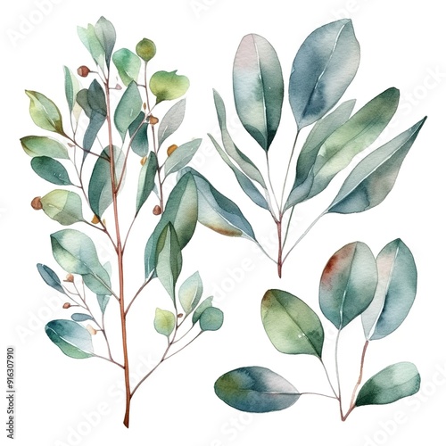 Watercolor painting of eucalyptus leaves, perfect for botanical design.