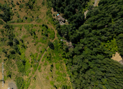 A lush green forest with a house in the middle photo
