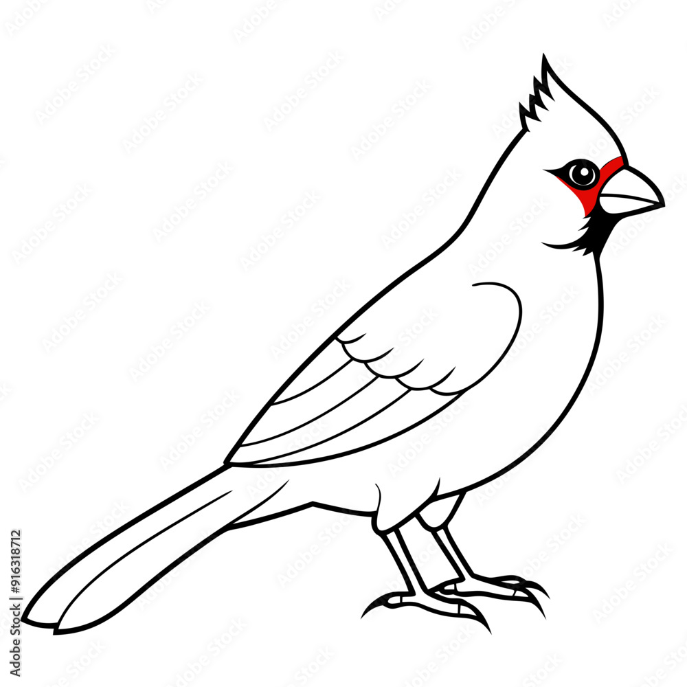 Fototapeta premium Cardinal head isolated on white background, Cardinal vector illustration, bird on a branch vector art, Cardinal silhouette, bird vector icon, bird on a branch line art, eps, Animal cartoon