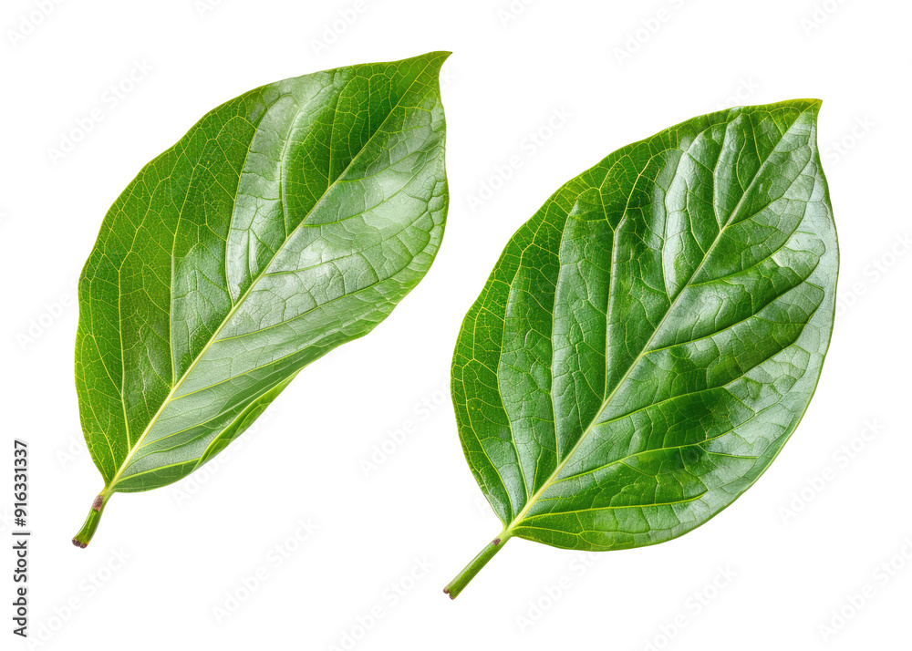 Obraz premium set of two organic green leaves cutout on transparent background