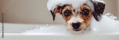 Adorable Wet Puppy Covered in Soap Bubbles, Playfully Staring into the Camera, Capturing the Innocent and Playful Side of Pet Care photo