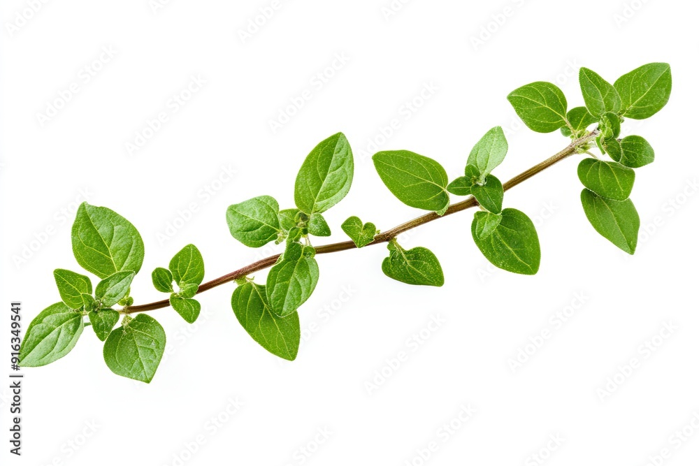 Oregano branch isolated on white (311).jpeg, Oregano branch isolated on white Oregano branch isolated on white (311).jpeg, Oregano branch isolated on white