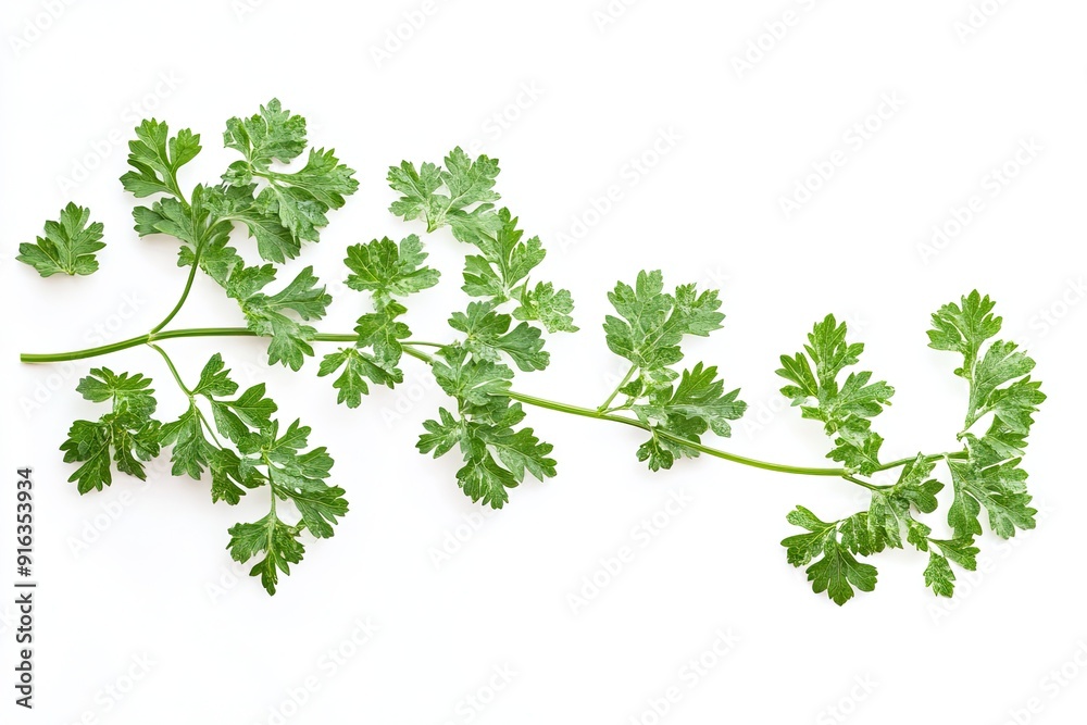 Parsley branch isolated on white Parsley branch isolated on white