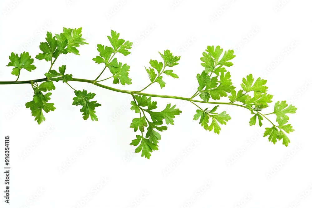 Parsley branch isolated on white Parsley branch isolated on white