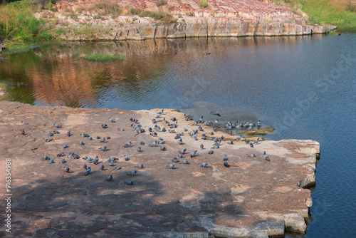 A flock of domestic pigeons, Columba livia domestica, or Columba livia forma domestica, birds on the lake of Jaswant Thada cenotaph; Jodhpur, Rajasthan, India. photo