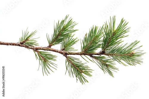 Pine branch isolated on white