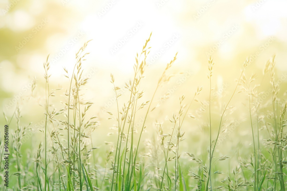 Golden Hour Grass Golden Hour Grass