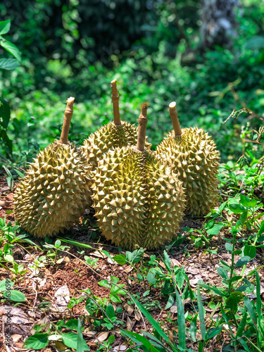 Durian fruit pile, fresh durian fruit in the garden, popular fruit, Thailand
