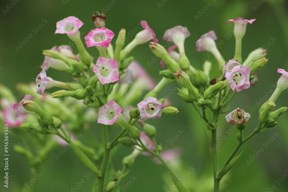 Common tobacco, Nicotiana tabacum. Inflorescence of tobacco flowers. Common tobacco, Nicotiana tabacum. Inflorescence of tobacco flowers.
