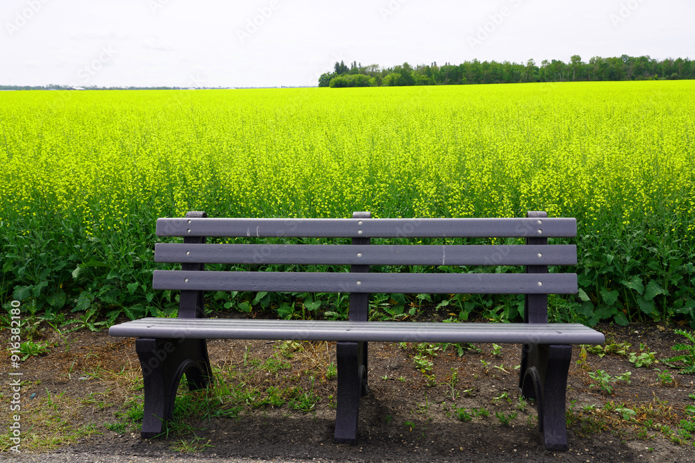 Park bench with a field of canola in bloom behind Park bench with a field of canola in bloom behind