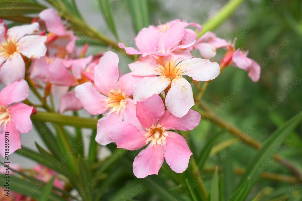 Fototapeta premium Nerium oleander in bloom, Pink siplicity bunch of flowers and green leaves on branches, Nerium Oleander shrub Pink flowers, ornamental shrub branches in daylight, bunch of flowers closeup
