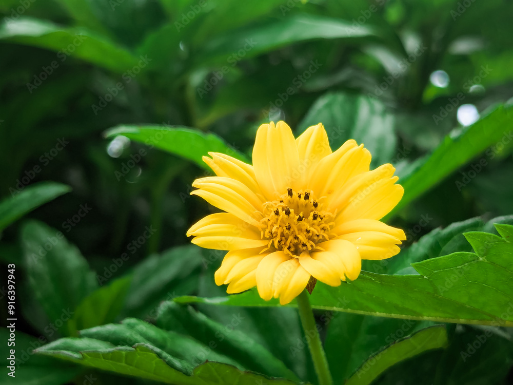 Macro Shot of Yellow Flower with Green Leaves Background Macro Shot of Yellow Flower with Green Leaves Background