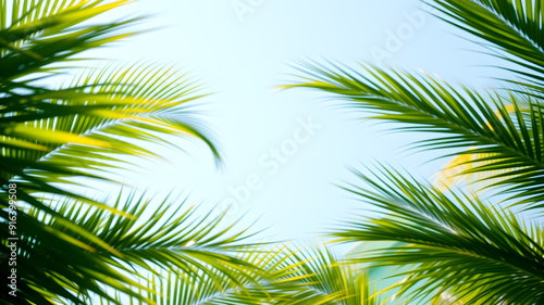 palm tree on sky background