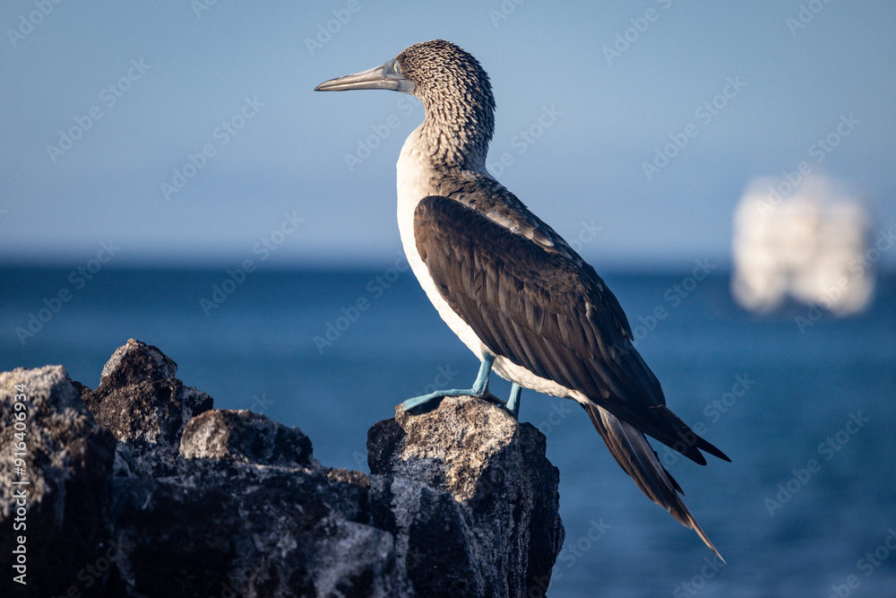 Fototapeta premium booby