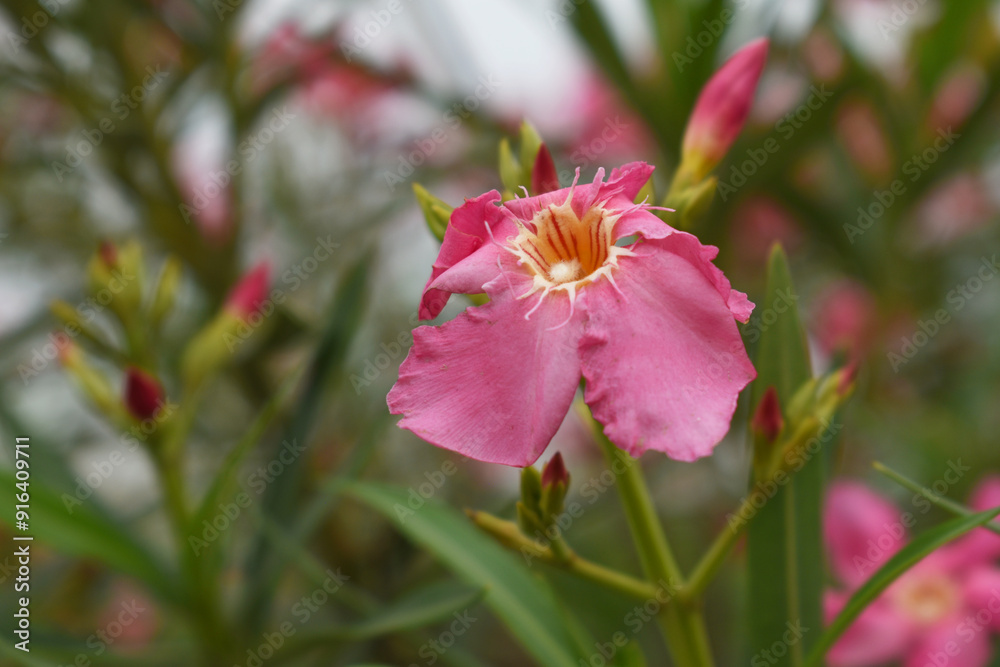 Nerium oleander in bloom, red siplicity bunch of flowers and green leaves on branches, Nerium Oleander shrub red flowers, ornamental shrub branches in daylight, bunch of flowers closeup Nerium oleander in bloom, red siplicity bunch of flowers and green leaves on branches, Nerium Oleander shrub red flowers, ornamental shrub branches in daylight, bunch of flowers closeup